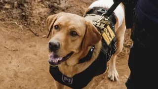 Hawaii 5-0 - Saison 8 - Na La 'Ilio (Journées canines)